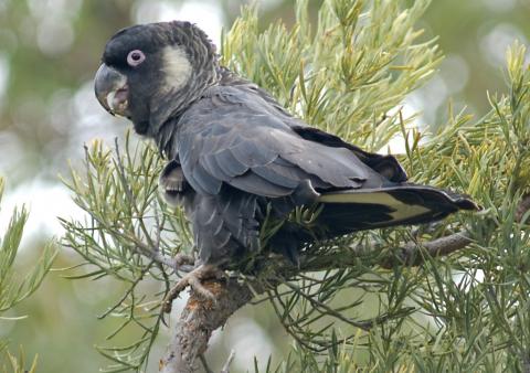 Baudin's black cockatoo (credit: T. Kirby) Baudin's black cockatoo (credit: T. Kirby)